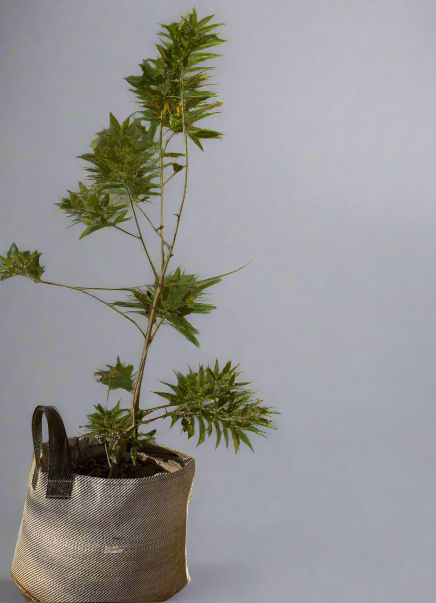 Olea capensis - Ironwood
